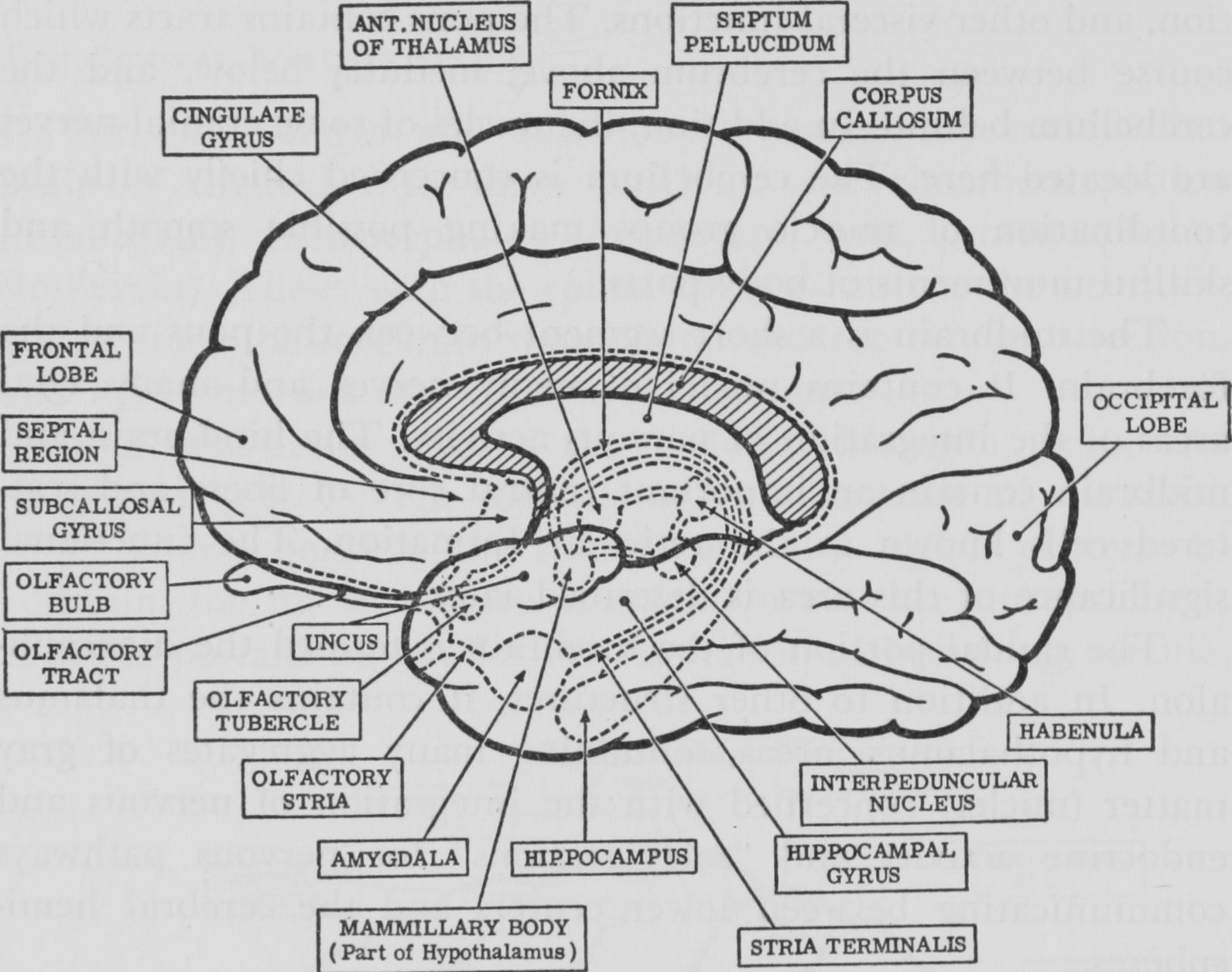 NEUROANATOMY-NEURAL-BASES